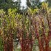 Pletená vŕba americká (Salix), výška 160-170 cm, kont. C7.5L